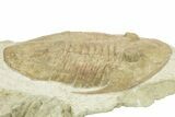 Pseudoasaphus Janischewskyi Trilobite - Russia #237040-3